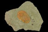 Orange, Ordovician Asaphellus Trilobite - Morocco #140532-1
